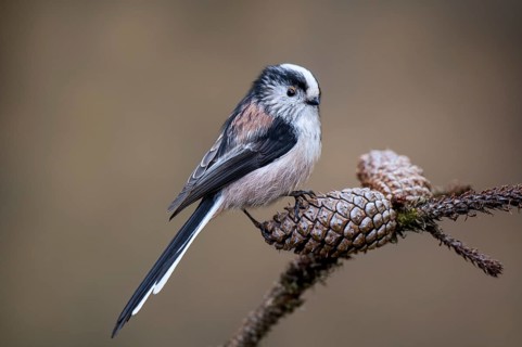 Long-tailed tit