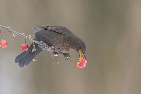 Blackbird