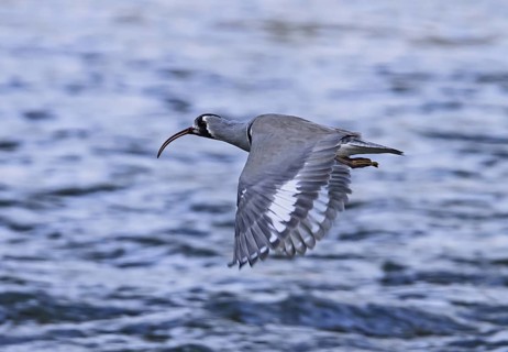 Ibisbill