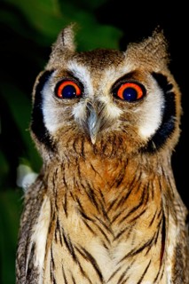 Northern white-faced owl