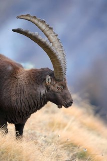 Ibex