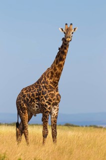 Masai giraffe