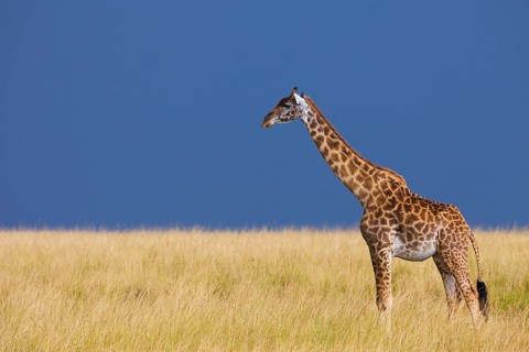 Masai giraffe