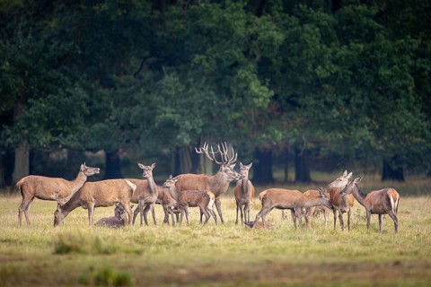 Red deer
