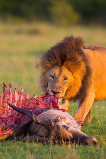 African lion