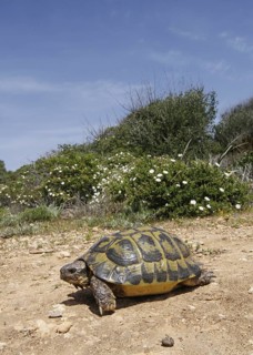 Mediterranean Spur-thighet Tortoise