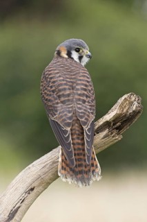 American Kestrel