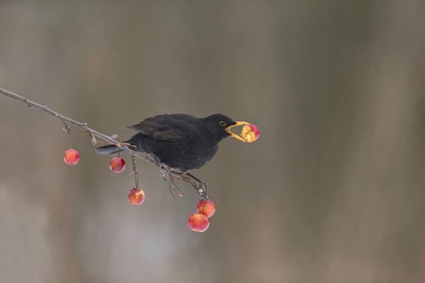 Blackbird