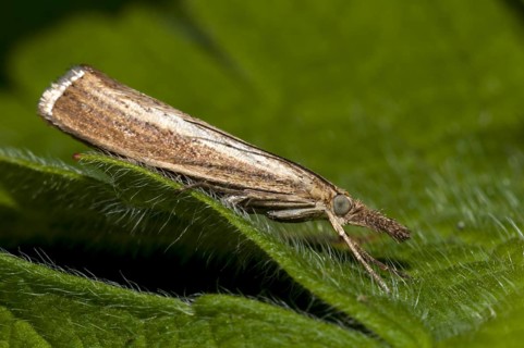 Common Grass-veneer