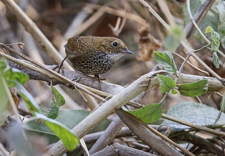 Scaly-breasted Wren-babbler