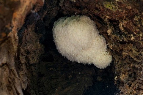Fruiting body of the rare bearded tooth mushroom