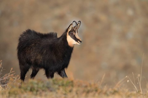 Chamois buck