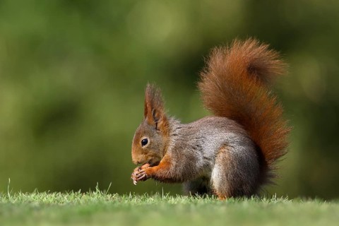 Red Squirrel