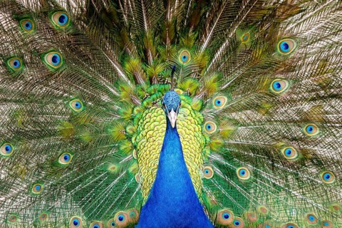 Blue Peacock