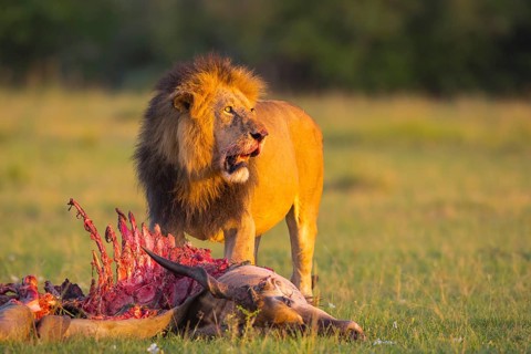 African lion