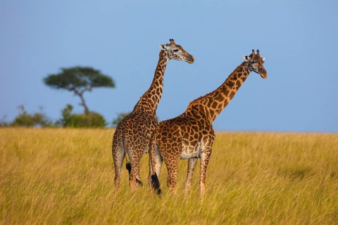 Masai giraffes