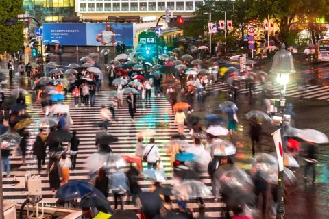 Crowd with umbrellas on zebra crossings at night