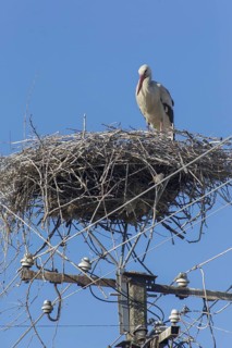 White Stork