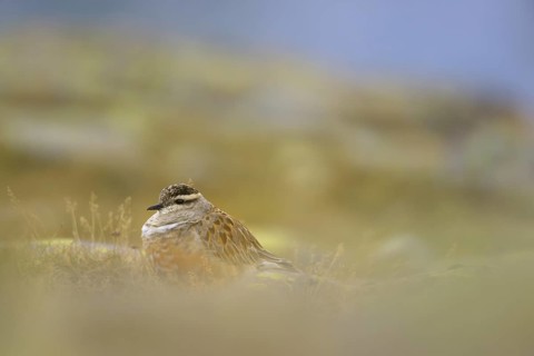 Eurasian Dotterel