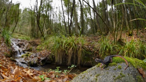 Northern Spectacled Salamander