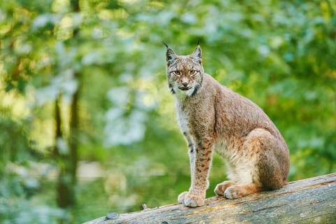 Eurasian lynx