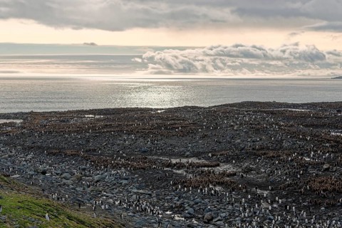 King penguins
