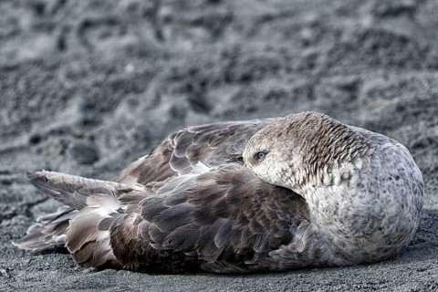 Southern giant petrel