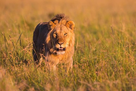 African Lion