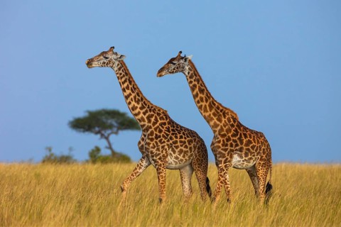 Masai giraffes