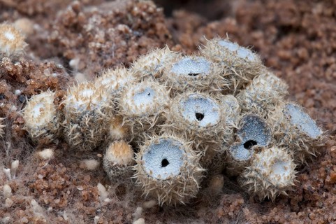 Fruiting bodies of dung bird's nest fungus