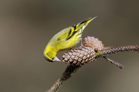 Siskin
