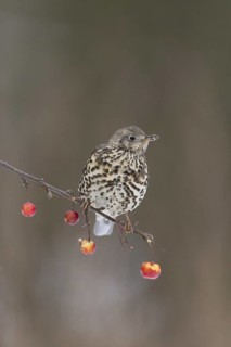Mistle Thrush