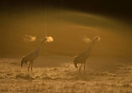 Common Crane