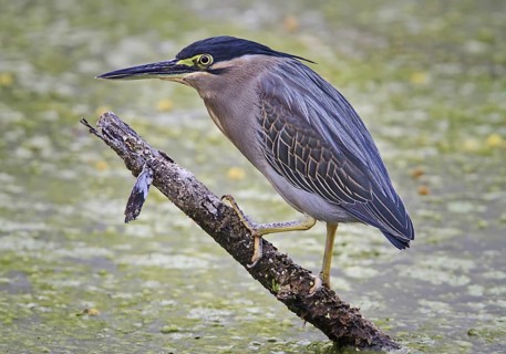 Striated Heron