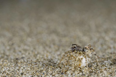 Sand Wolfspider