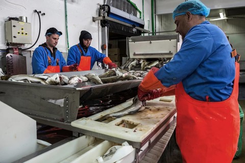 Fish processing in a fish factory in Patreksfordur