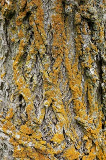 Lichen on tree bark