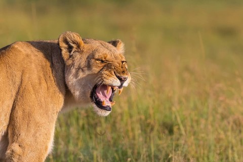 African Lion