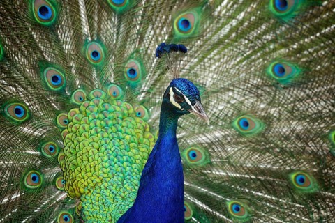 Indian peafowl