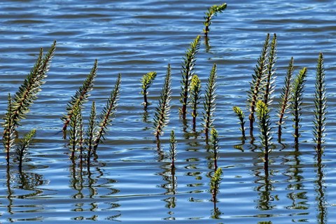 Horsetail