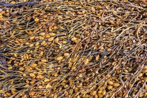 Bladder wrack