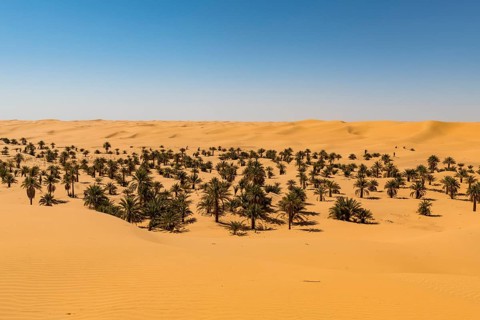 Palm grove in the sanddunes
