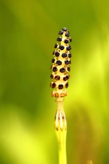 Field horsetail