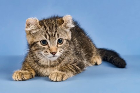 Breedcat American Curl