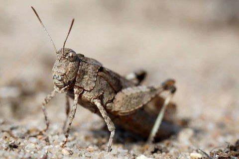 Blue-winged grasshopper