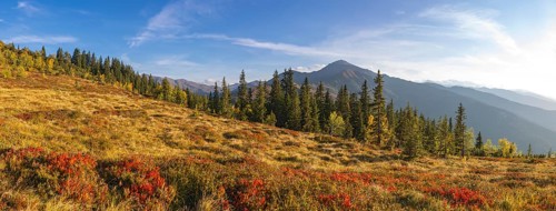 Autumnal mountain landscape with dwarf shrubs