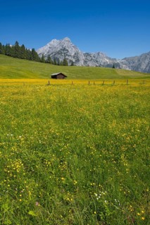 Walder-Alm