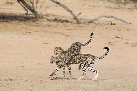 Cheetah