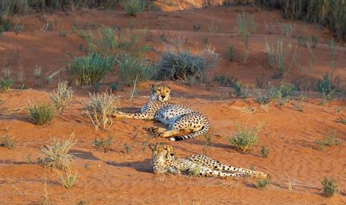 Cheetahs