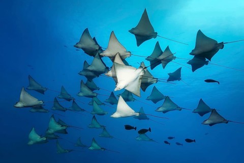 Swarm Spotted eagle ray